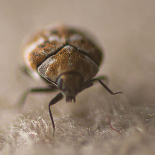 Carpet Beetles