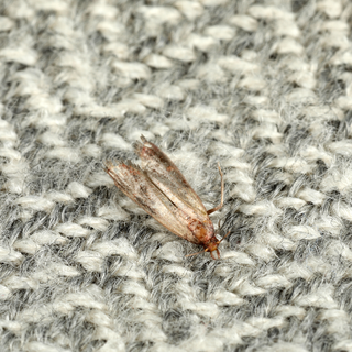 Clothes Moths