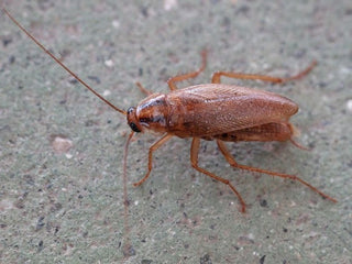 Cockroach