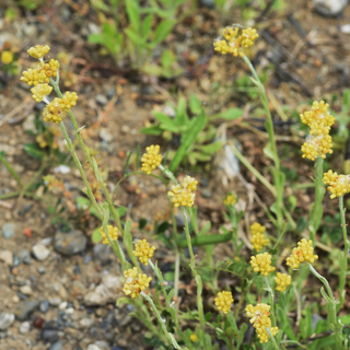 Cudweed