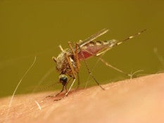 Mosquitos
