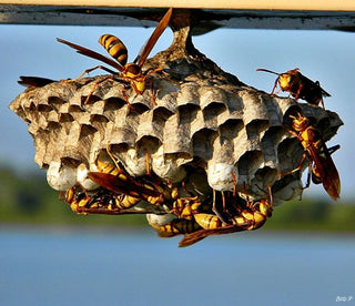 Paper Nest Wasps