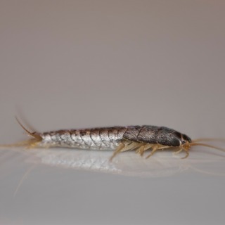 Silverfish