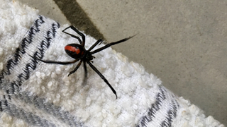 Spiders