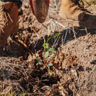 Stronger Tree Establishment Starts Below Ground