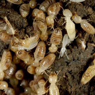 StrataGreen - Solution Finder - Pests - Termites