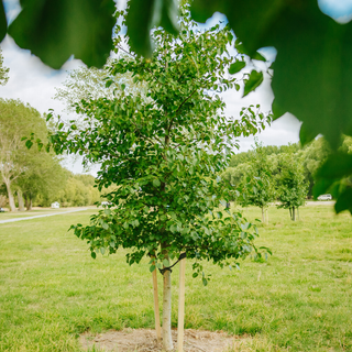 Waterwise Urban Tree Planting: How TerraCottem Saves Water and Improves Tree Survival