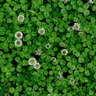 StrataGreen - Solution Finder - Weeds - White Clover