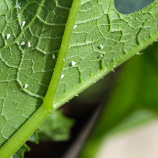 StrataGreen - Solution Finder - Pests - Whitefly