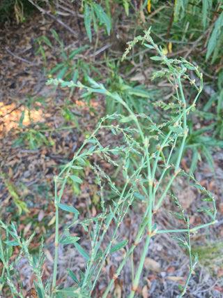 StrataGreen - Solution Finder - Weeds - Wireweed