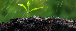 Why Soil Moisture Balance Is the Foundation of Every Successful Planting Project