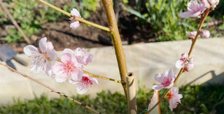 Peach Tree