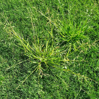 StrataGreen - Solution Finder - Weeds - Wintergrass