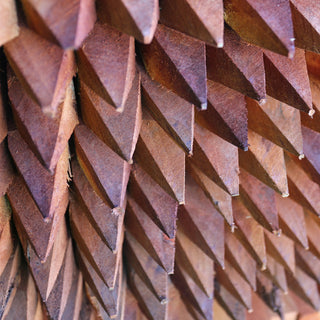 Tree Guards vs Tree Stakes: What’s the Difference and When to Use Each?