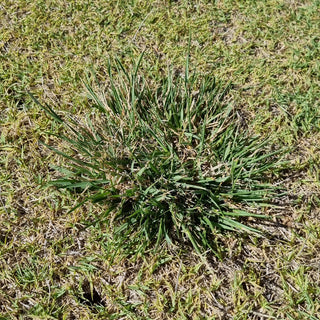 StrataGreen - Solution Finder - Weeds - Parramatta Grass