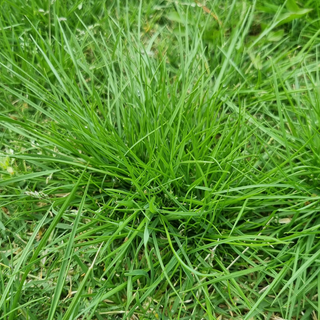 StrataGreen - Solution Finder - Weeds - Ryegrass