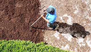 What You Need to Know about Mulch