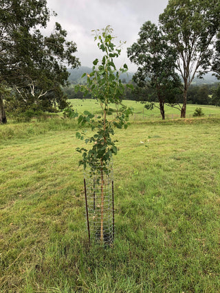 Ekidna Tree Guard