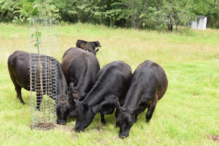 Ekidna Tree Guard with Cattle