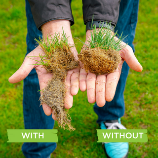 roots vs no roots comparison