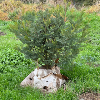 ReHabitat Plant Pod