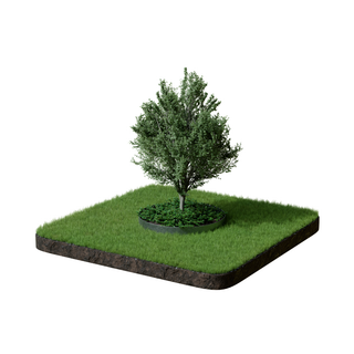 Formline Tree Ring - 150mm x 1200mm
