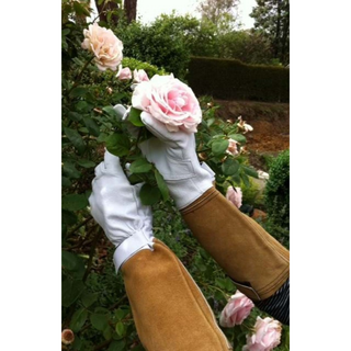 Long Pruning Gauntlet