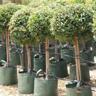 Woven Planter Bag - 11 litre