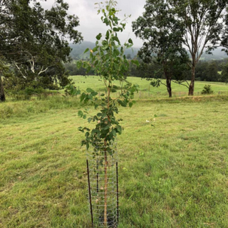 Ekidna Tree Guard