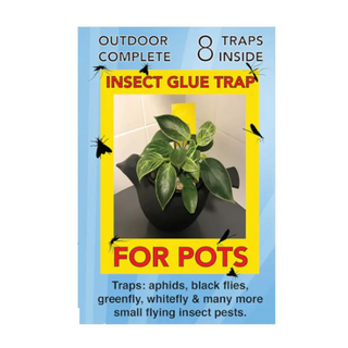 Insect Glue Traps