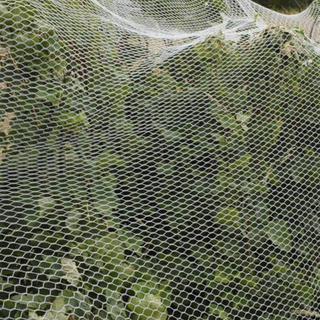 Silvereye BirdNet - White -  Prepack 10x10m