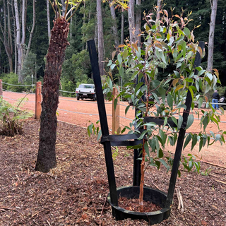 Tree Coach Water Bowl