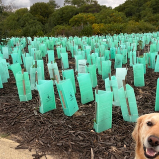 Fluted Plastic Tree Guards – 450mm & 600mm | 50 Pack