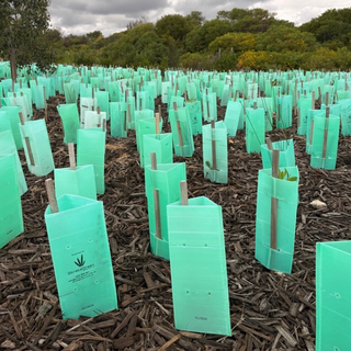 Fluted Plastic Tree Guards – 450mm & 600mm | 50 Pack