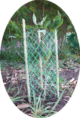 Mesh Sapling Guard