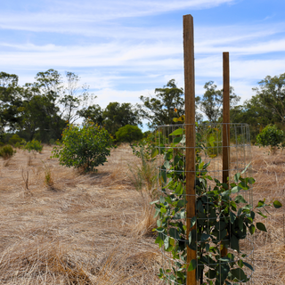 Mesh Kangaroo/Wallaby Tree Guard - 20/pack