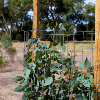Mesh Kangaroo/Wallaby Tree Guard - 20/pack