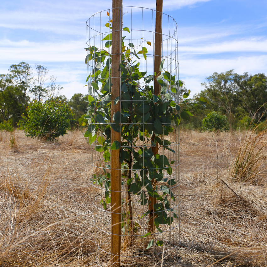 Strata Tree Box Tree Guards for Sale - Tree Protectors | StrataGreen