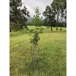 Ekidna Tree Guard