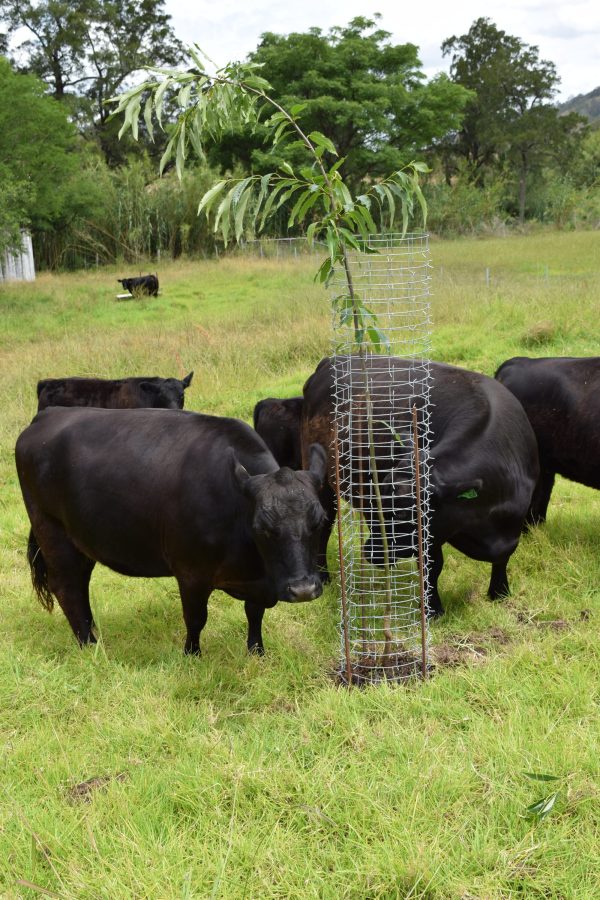 Ekidna Tree Guard with Cattle 2