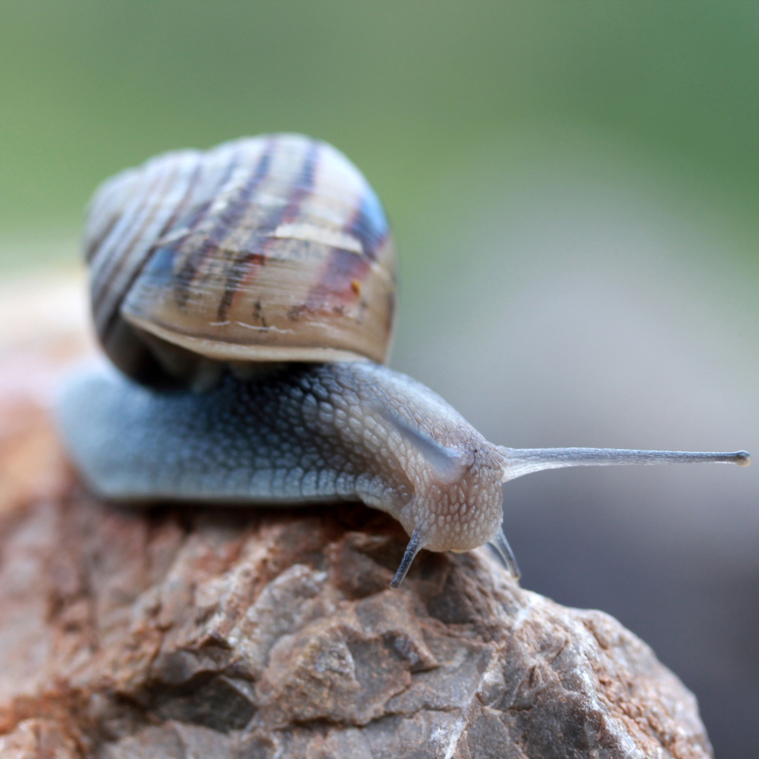 Snails_Slugs