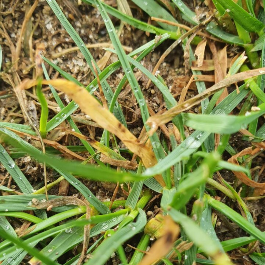 Leaf Spot StrataGreen